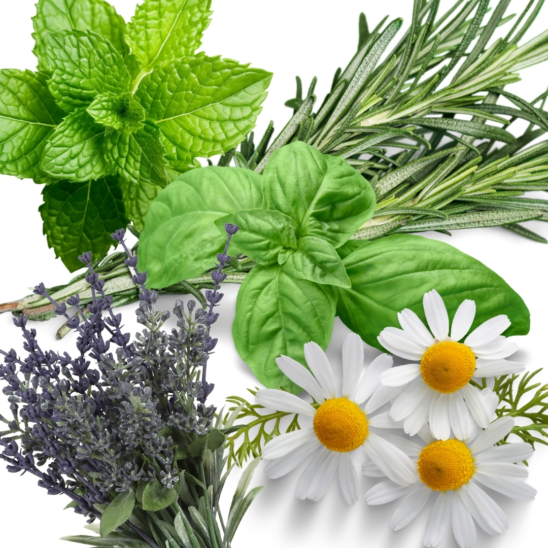 What Herb Are You?